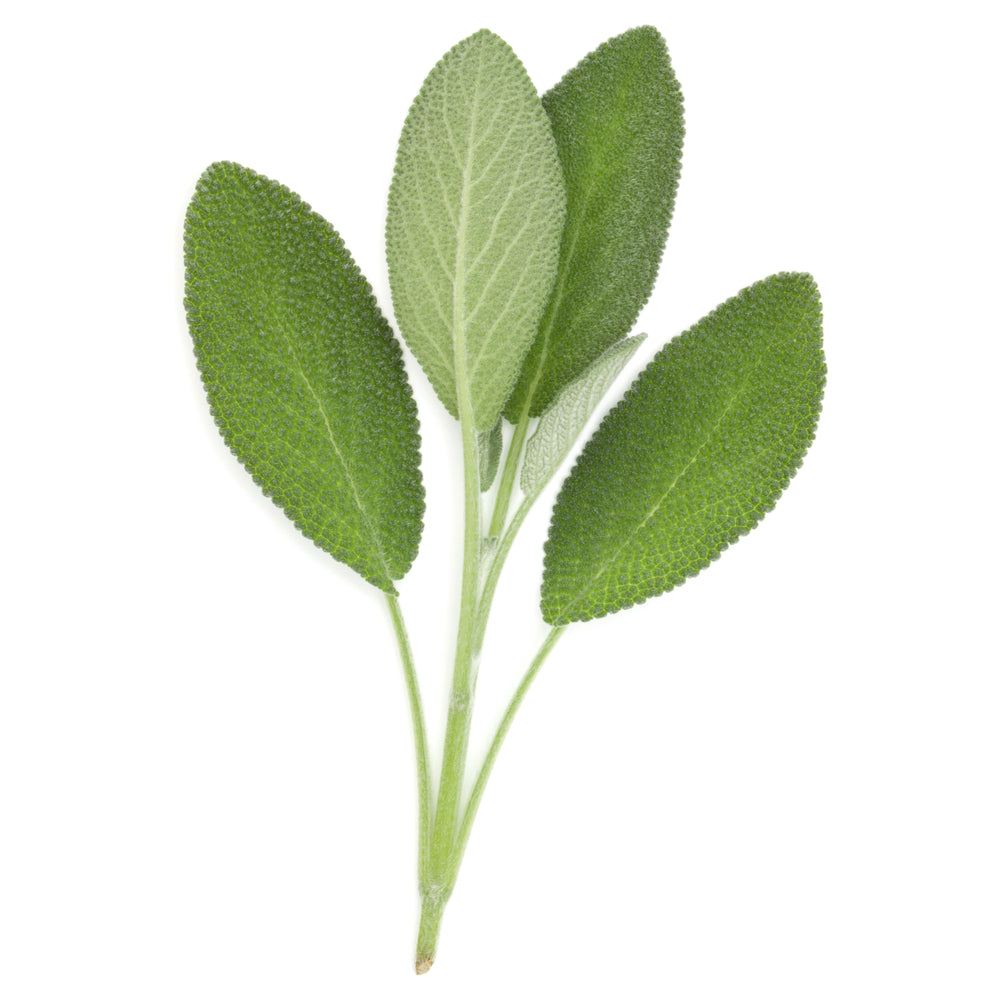 Sage (Salvia officinalis)