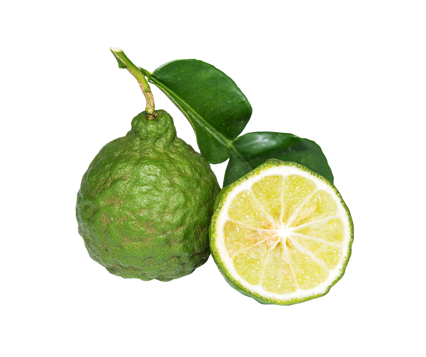 Bergamot (Citrus bergamia)