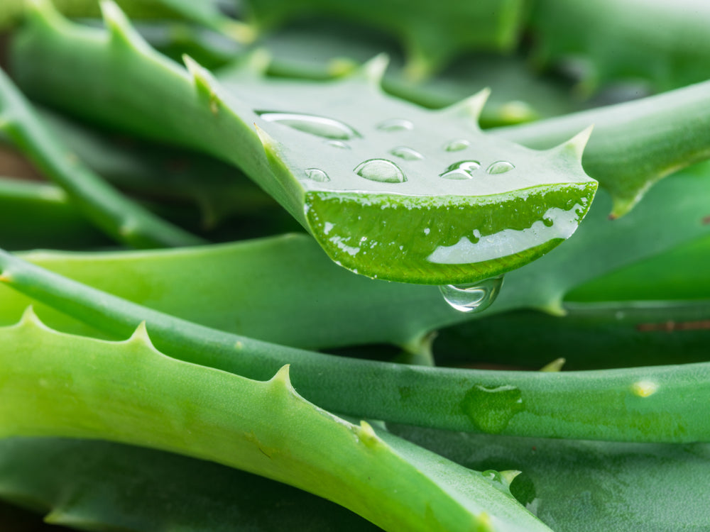 Aloe Vera Gel (Aloe barbadensis)