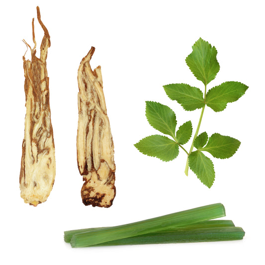 Angelica Root (Angelica archangelica) Artisan