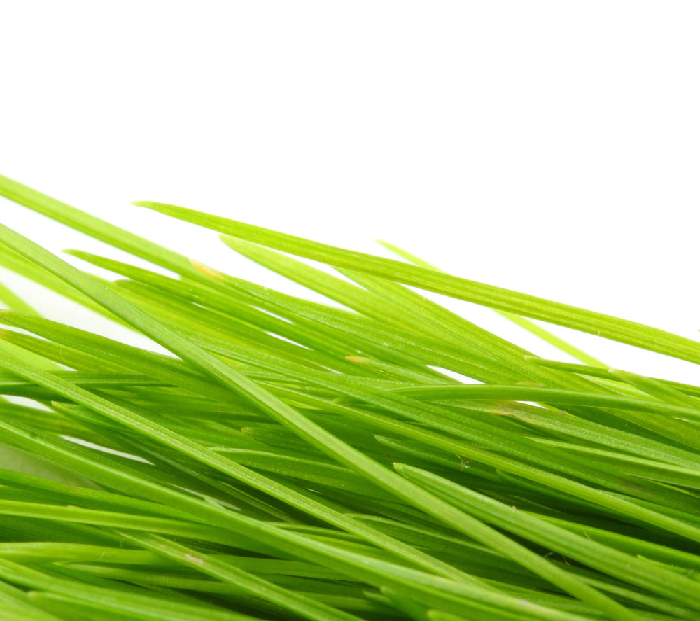 Barley Grass Powder (Hordeum vulgare)