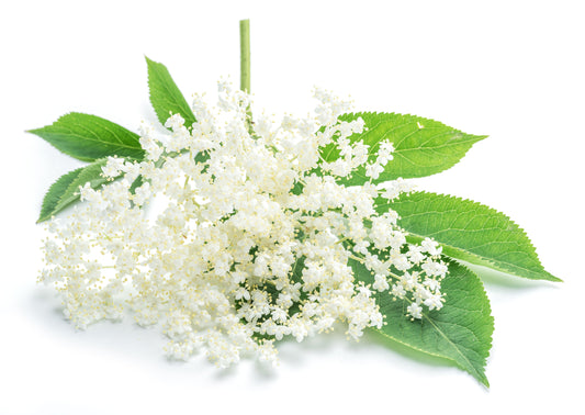 Elderflower Water (Sambuca nigra) Artisan