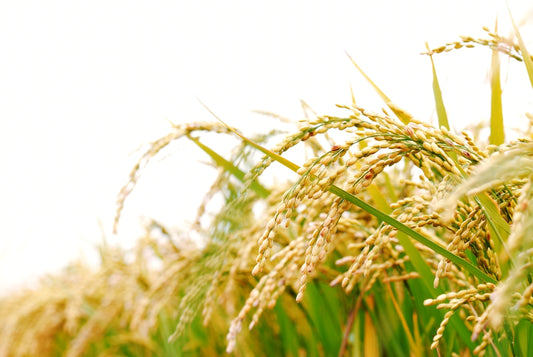 Rice Bran Oil (Oryza sativa)