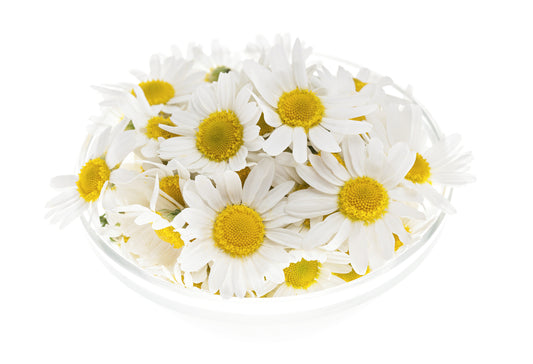Chamomile Roman (Anthemis nobilis) Artisan