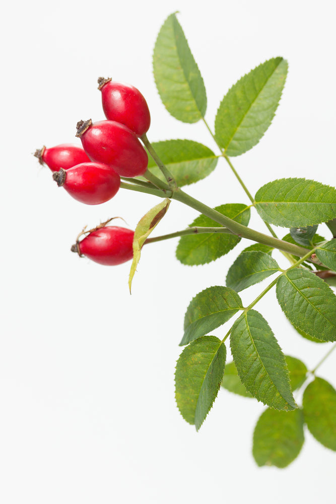 Rose Hip Powder (Rosa canina)