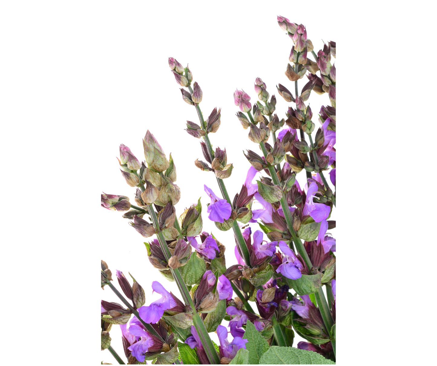 Clary Sage (Salvia sclarea)