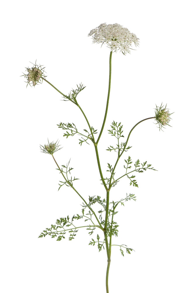 Carrot Seed 'Carotol' (Daucus carota ssp Maximus): 5ml