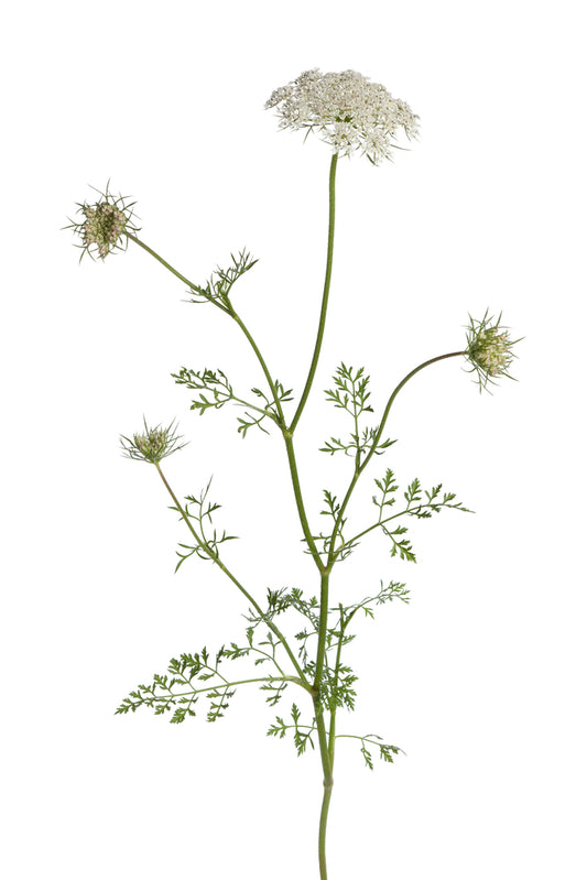 Carrot Seed 'Carotol' (Daucus carota ssp Maximus): 5ml
